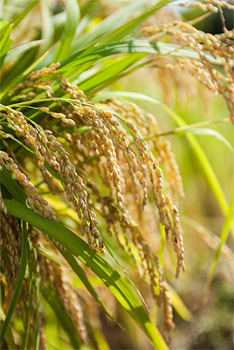 agricultural machinery